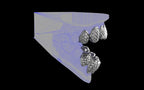 Custom Grillz / Tooth Caps - Fish Scale Cut